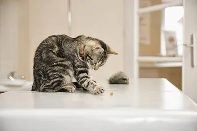 Przychodnia Weterynaryjna Royal Vet